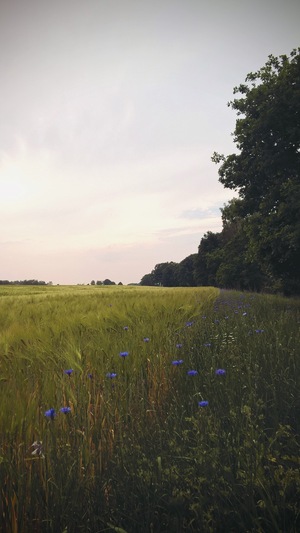 Destacado 6 en la ruta de Bikemap "Środa Śląska - Odra - Lubiatów - Rezerwat Zabór"