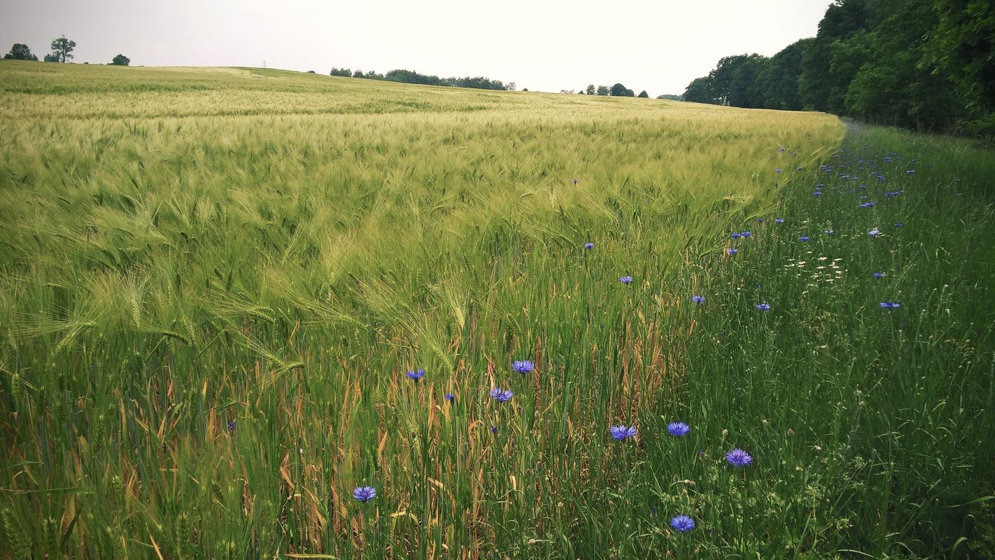 Środa Śląska - Odra - Lubiatów - Rezerwat Zabór