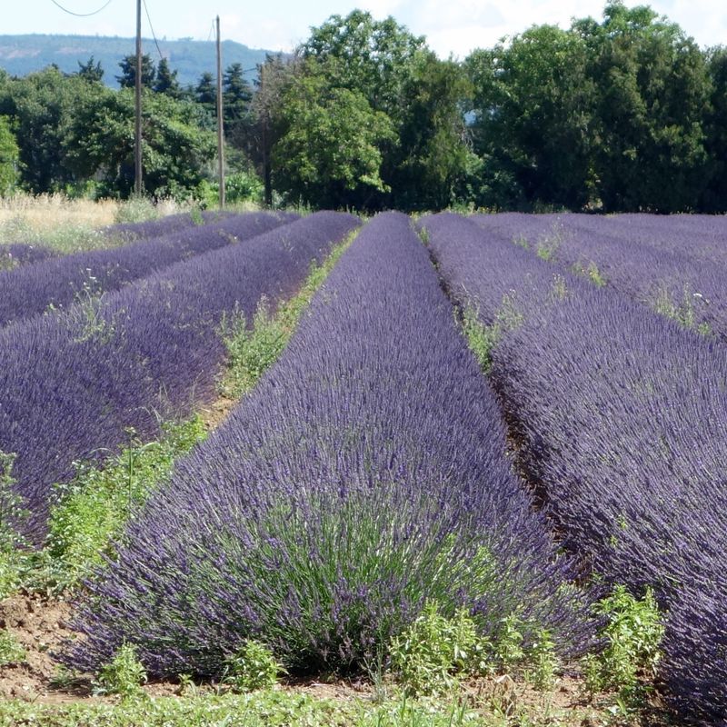 2016 Ride Day 98 - Montélimar to Vesc