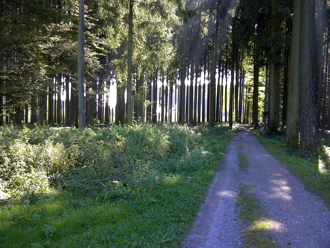 Oberrüti - Lindenberg