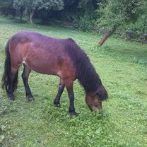 KB-Bad Shandau und curyk