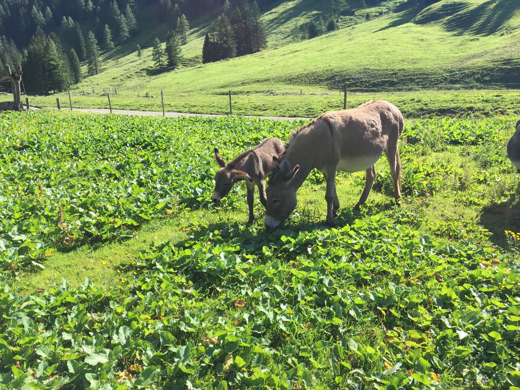Lange Radrunde vom 10.07.16, 20:09