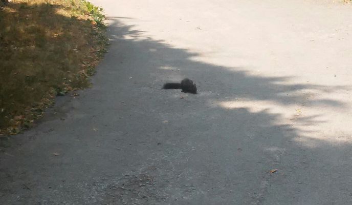 Photo 1 of the Bikemap route "Bitola-Smolevo-Tumbe kafe-shetalishte"