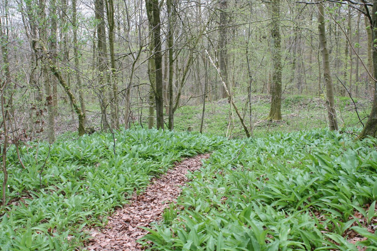 Singletrails im Ostsolling - Nichts für Anfänger