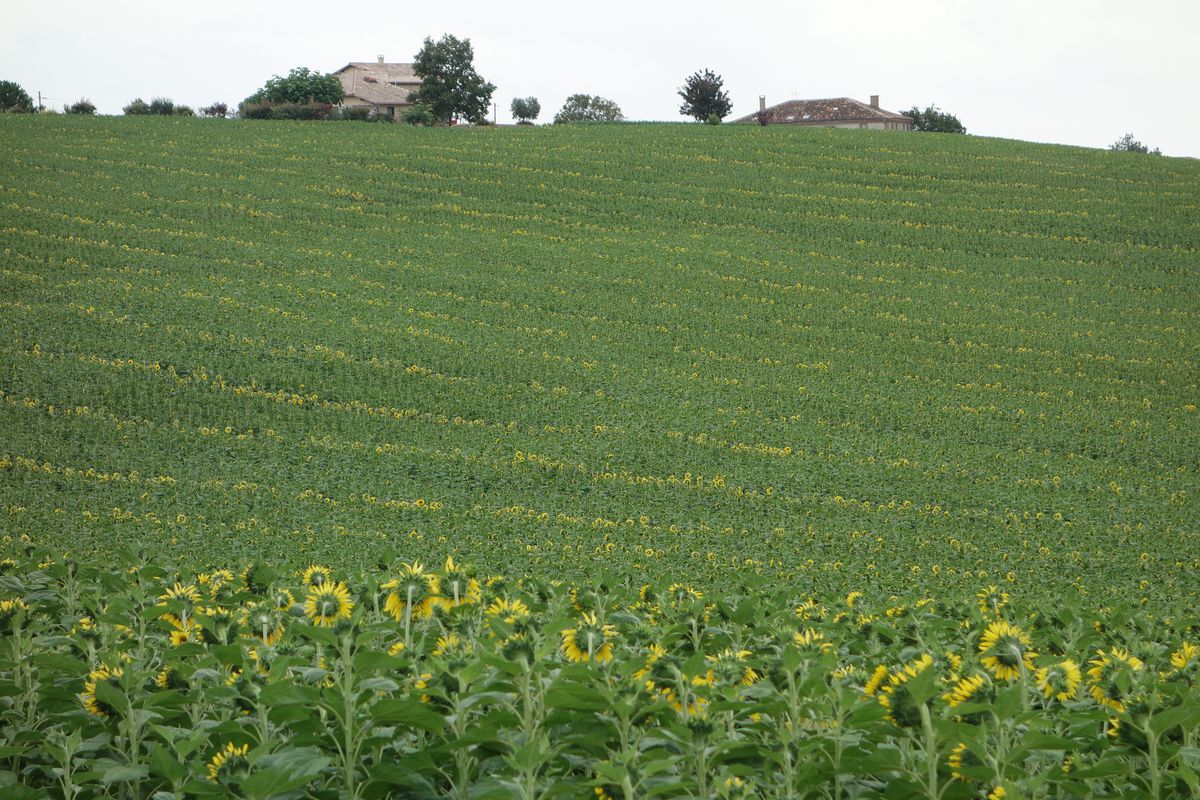 2016 Ride Day 132 - Solomiac to Montauban