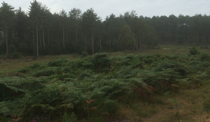 Photo 1 of the Bikemap route "ride through Wareham"
