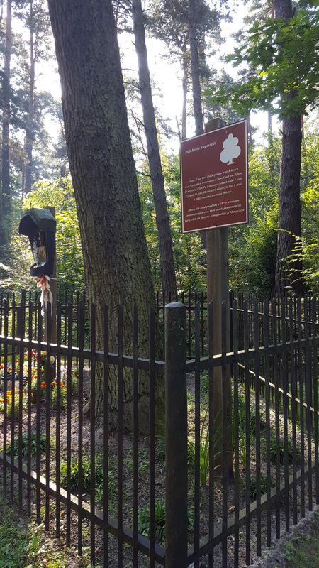 Niepołomice Drogą Królewską