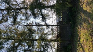 Hebe Bild 7 entlang der Bikemap-Route "Drzewa do wycięcia Jasin" hervor