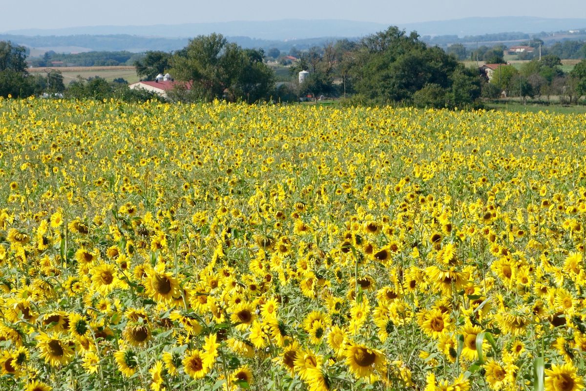 2016 Ride Day 167 - Albi to Villefranche-de-Rouergue