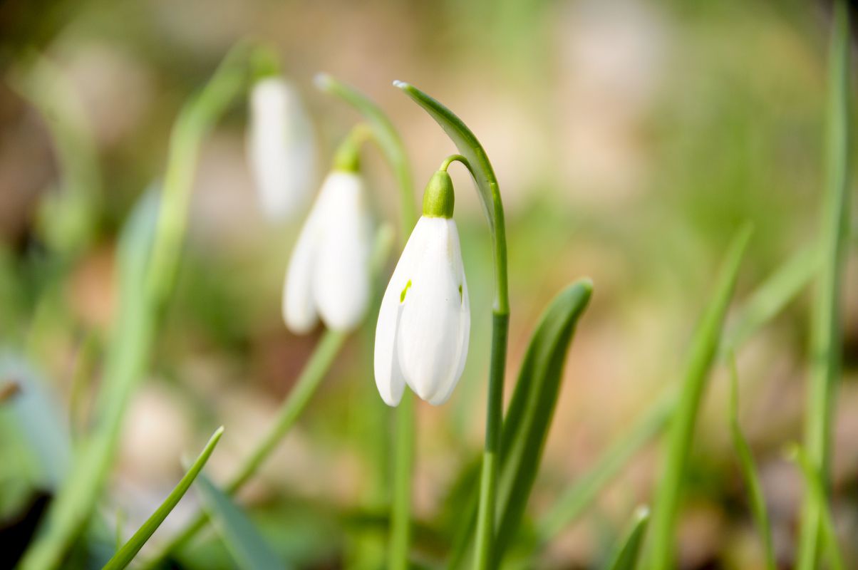 Plimbare prin pădurea Băneasa