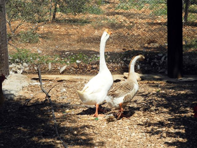 Biking - Kormacit - Purple trail