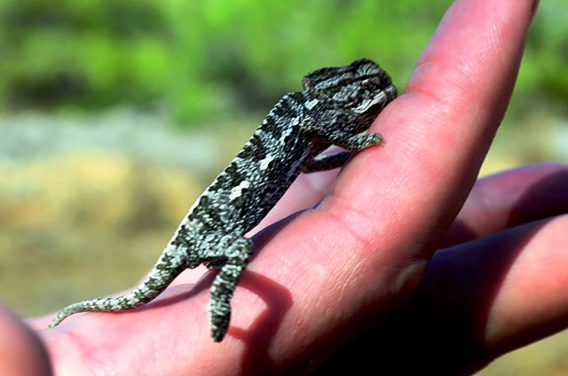 Biking - Kormacit - Purple trail