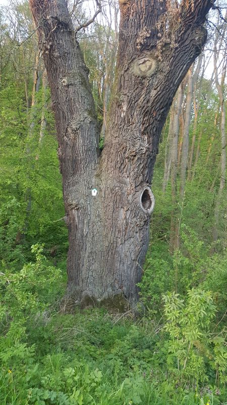 Abendtour durch den Südharz