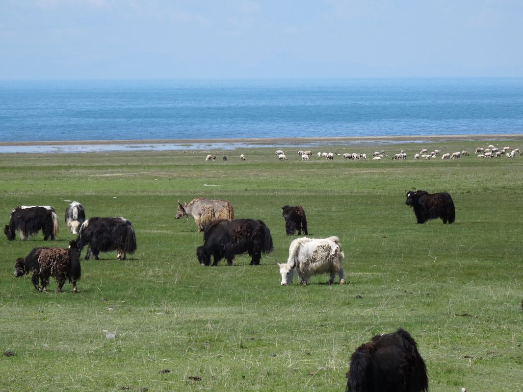 Xining - Golmud (Qinghai)