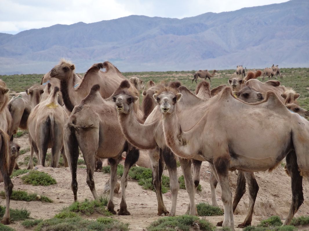 Xining - Golmud (Qinghai)