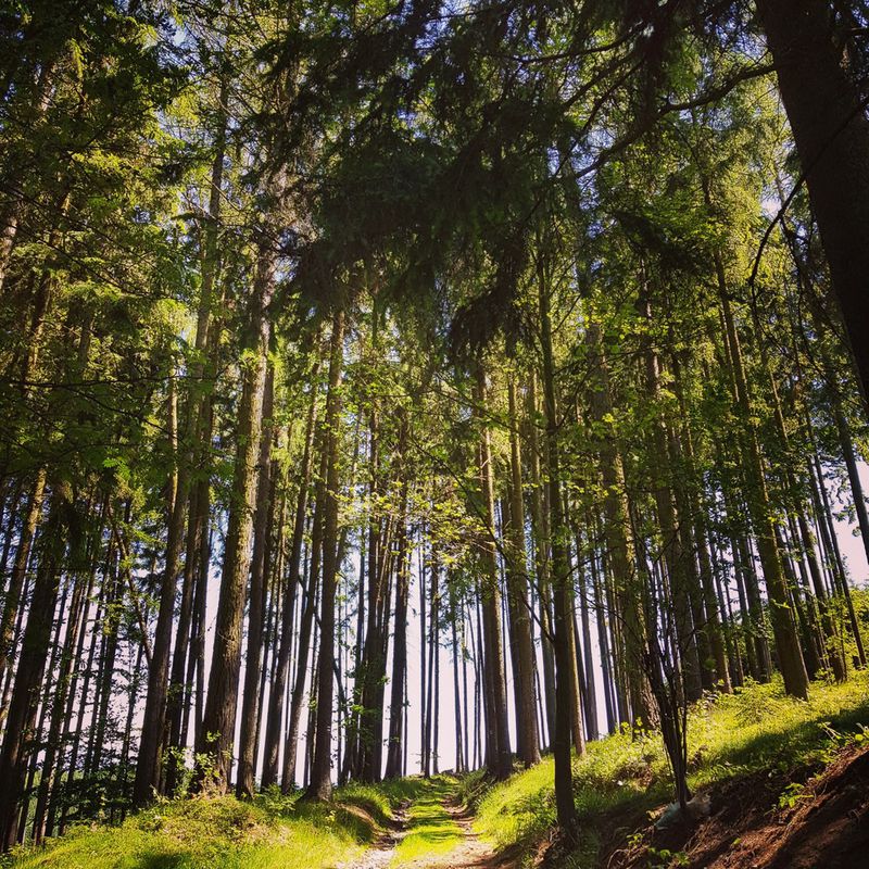 Polička - Bystřice nad Pernštejnem, pěšky