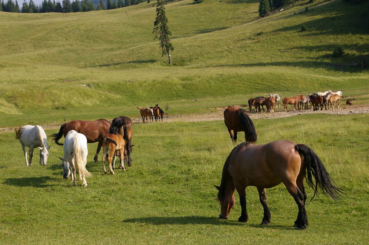 16. Circuitul Cetățile Ponorului (Padiș)