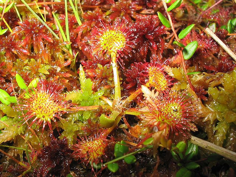 21. Poienița plantelor carnivore