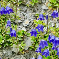 Photo 8 of the Bikemap route "Dannerbruck-Kehlegg-Gräsa-Weißenfluh-Kobel-Dannerbruck"