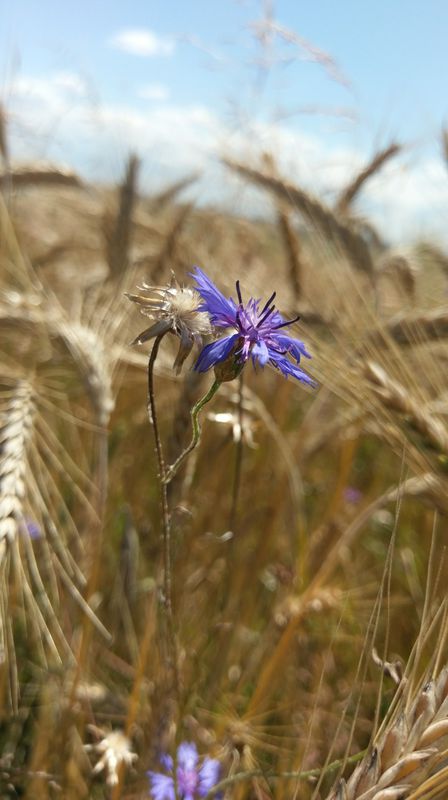 15072017 Gorzów Wielkopolski