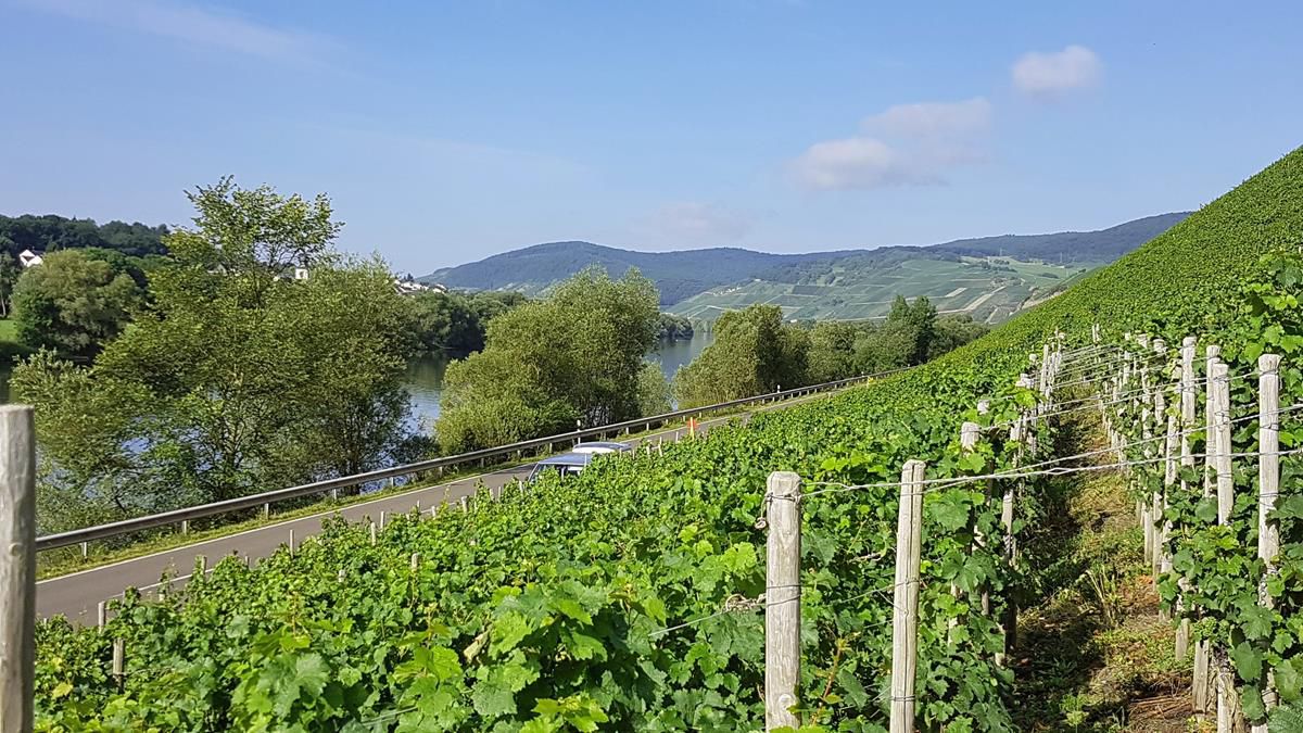 Mosel Radtour  Bernkastel-Kues nach Trier