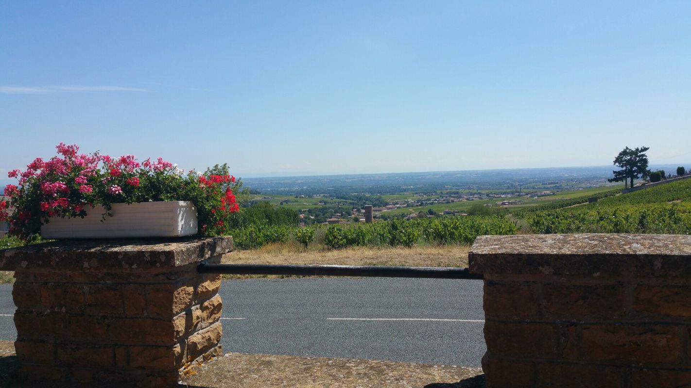 Beaujolais vineyards