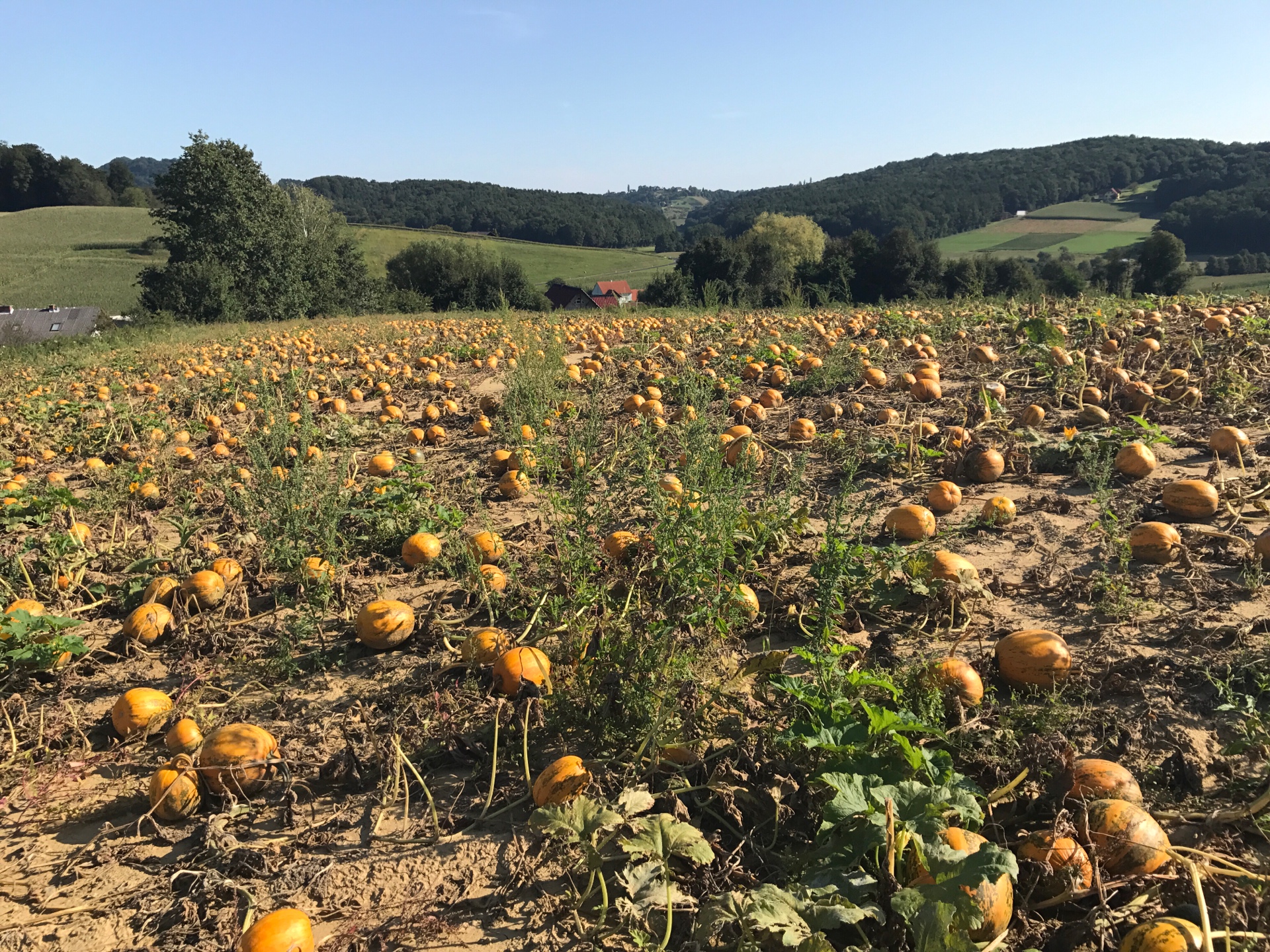 Highlight 2 along the Bikemap route "Long ride through Gleichenberg" Highlight 2 along the Bikemap route "Long ride through Gleichenberg"