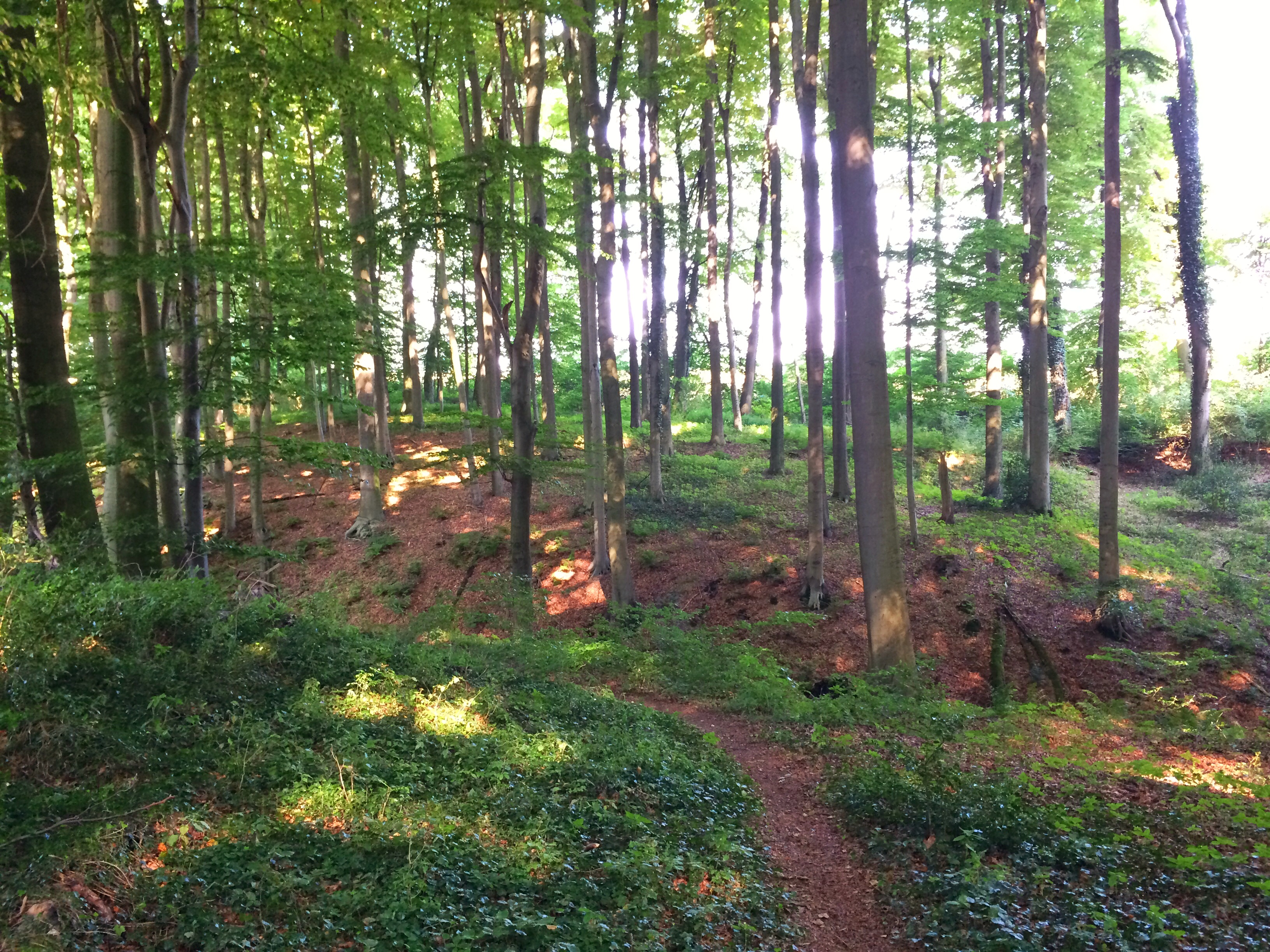 Highlight 1 along the Bikemap route "Kleine Waldrunde in Laar"