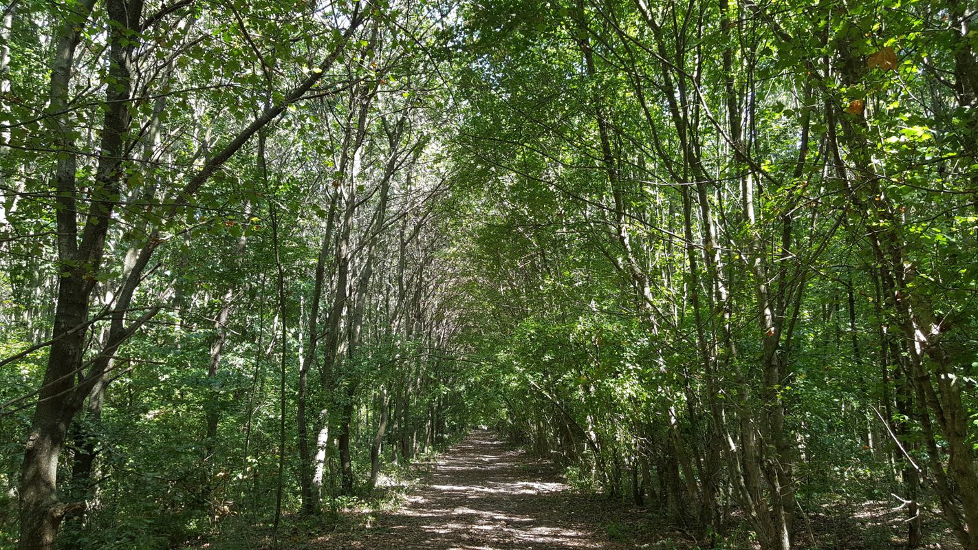 Padurea Snagov in recunoastere