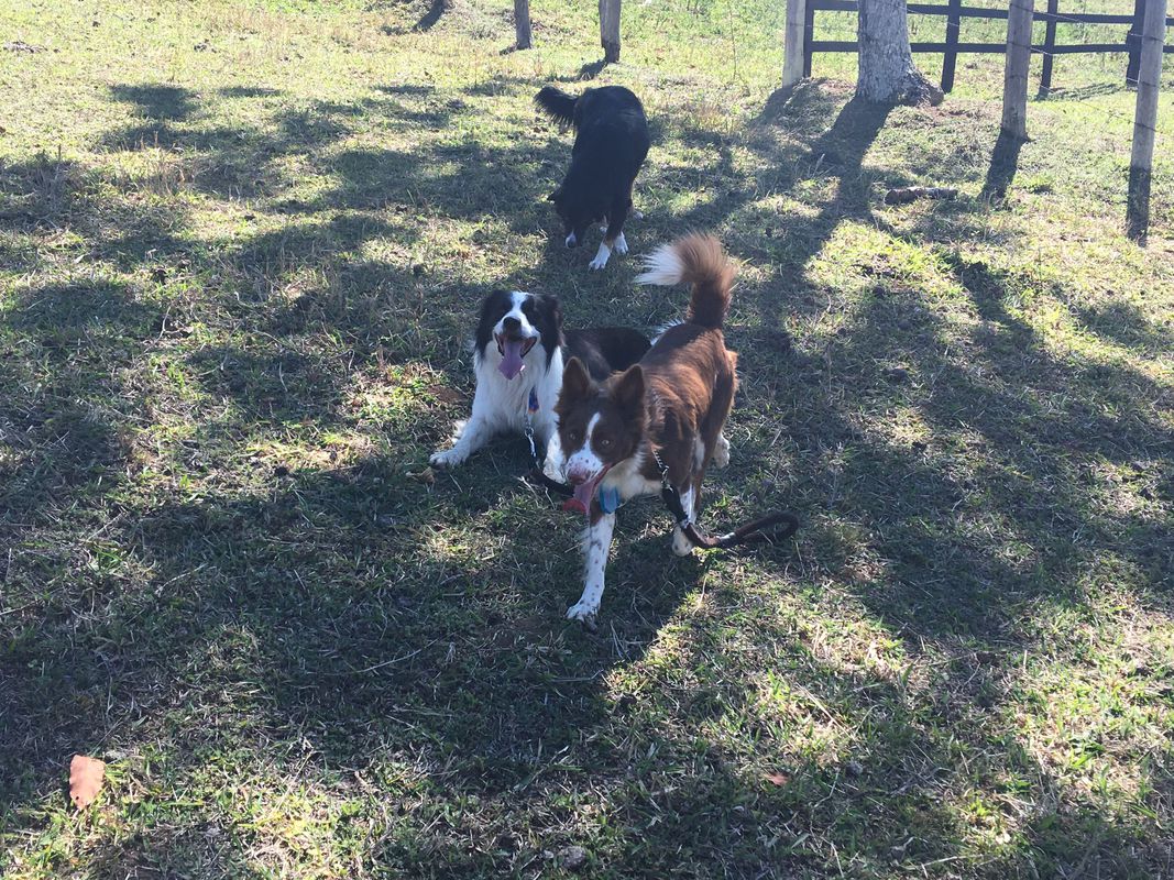 Passeio de Domingo em família 🐶🐶🐶👩🏻‍🏫👮🏻💚