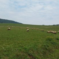 Stiavnik-Setechov-Popper-Bytča-Plevnik