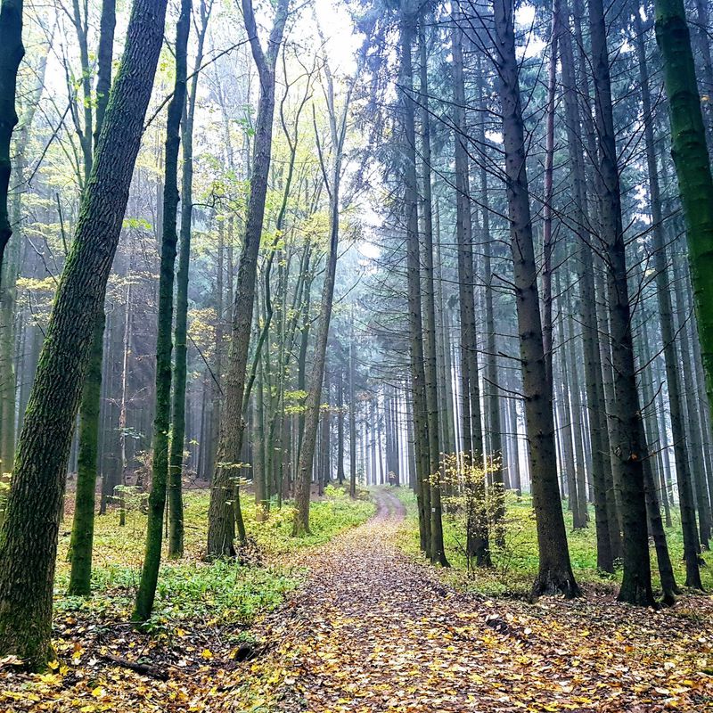 Rokytnice v Orlických horách - Žamberk - Ústí nad Orlicí
