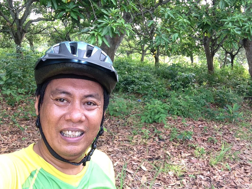 Panen Mangga
