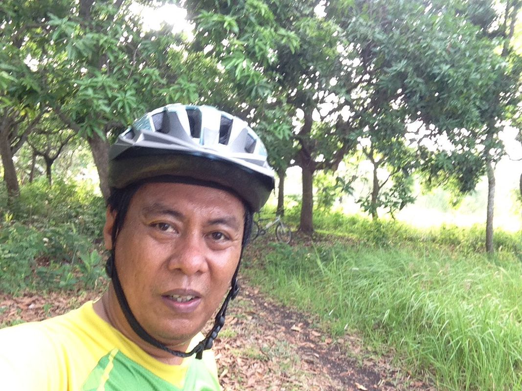 Panen Mangga
