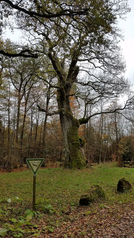 Seulingswald1