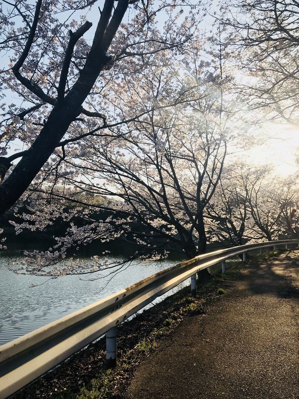 great sakura bloosm  road