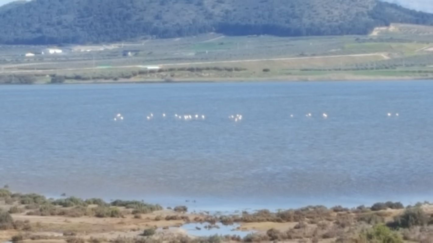 laguna de Fuente de Piedra