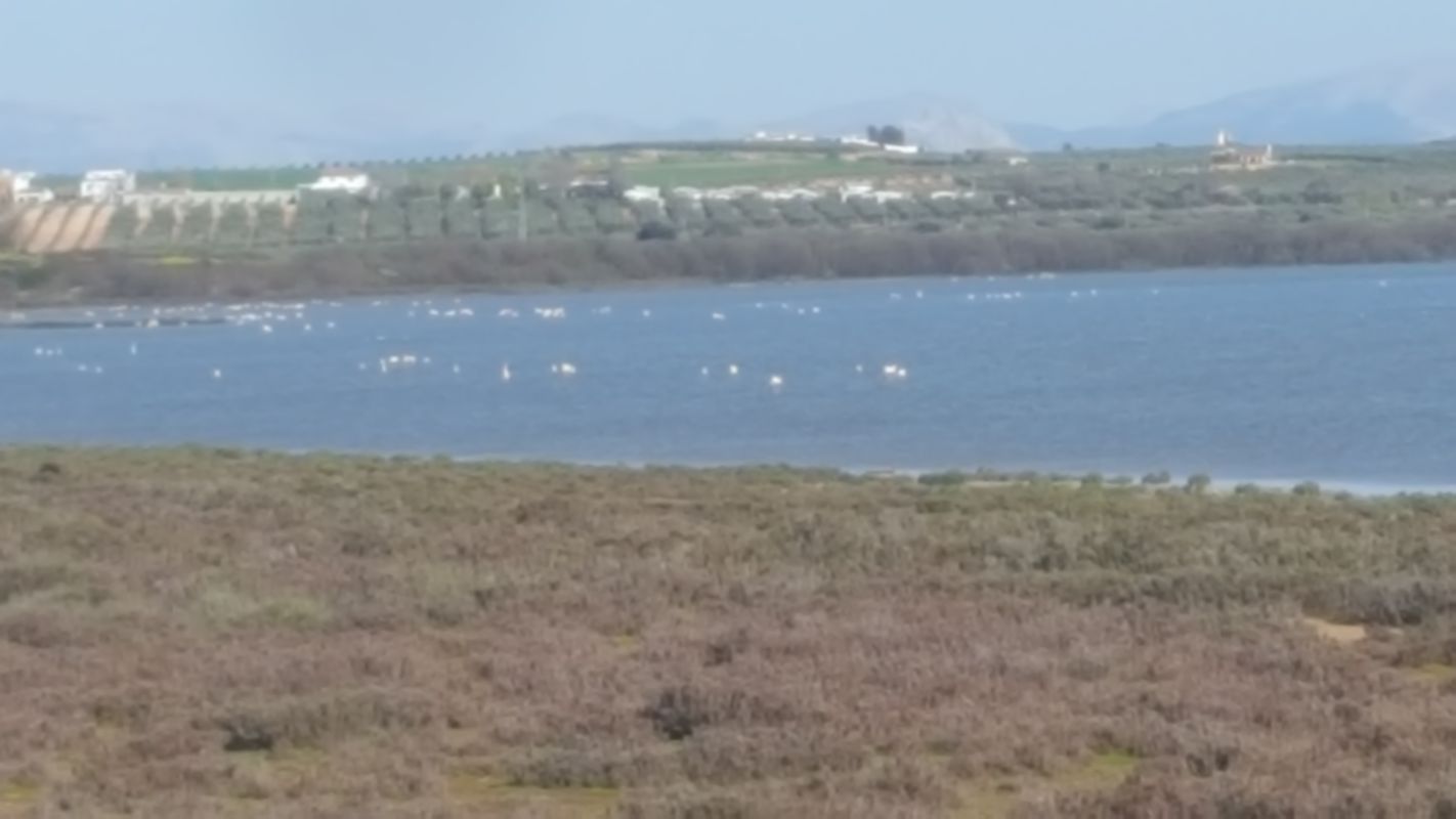 laguna de Fuente de Piedra
