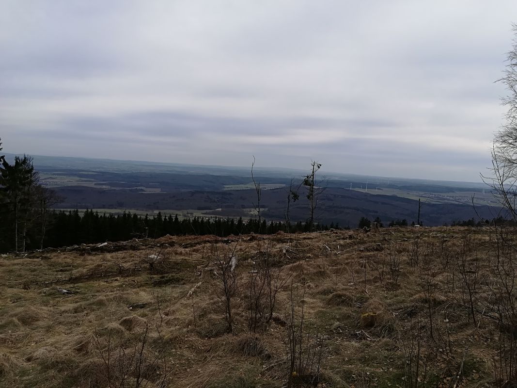 the tower