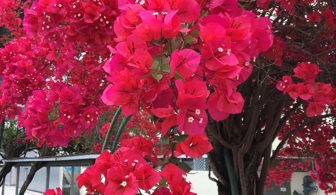 Foto 1 der Bikemap-Route "to Yuen Long Park"