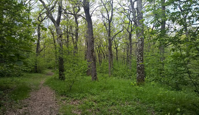 Photo 1 of the Bikemap route "Perșani - Șinca Veche - Ohaba - Vad - Poiana Narciselor și retur"