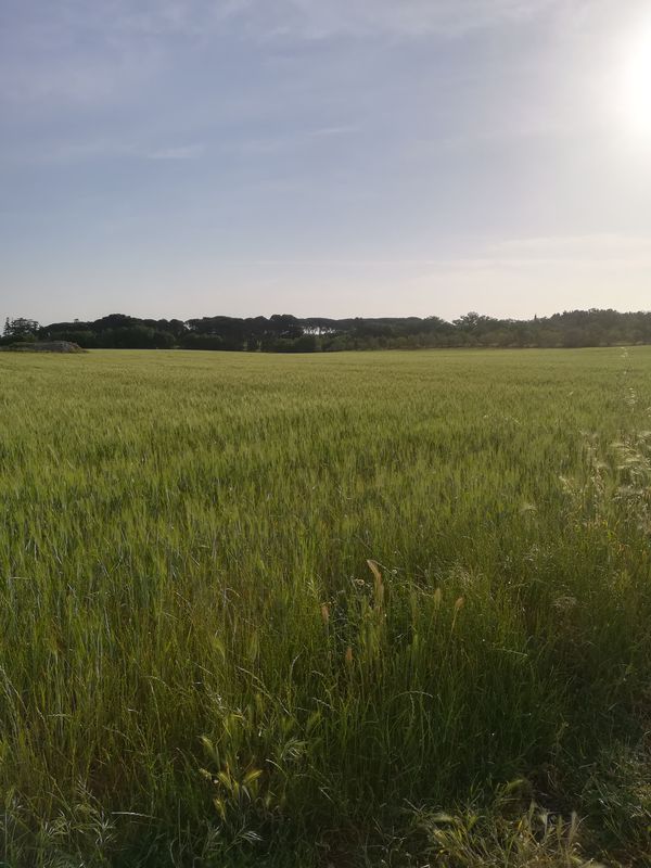 Masseria lagarello