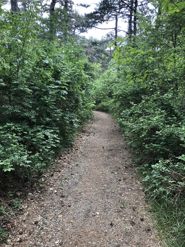 Basovizza monte dei pini