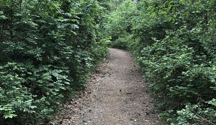 Photo 1 of the Bikemap route "Basovizza monte dei pini"