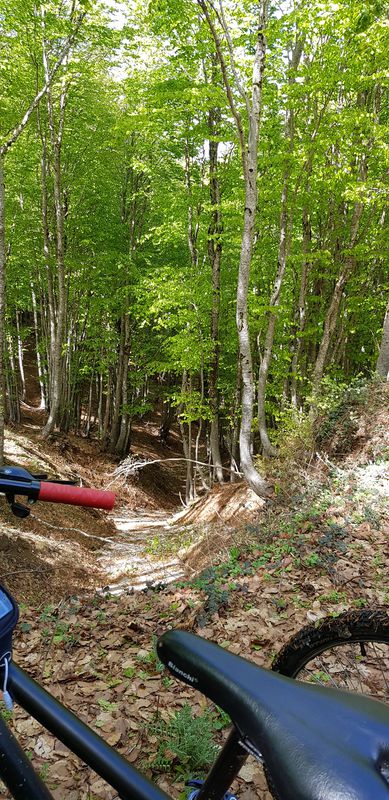 foresta incantata - strada delle vette