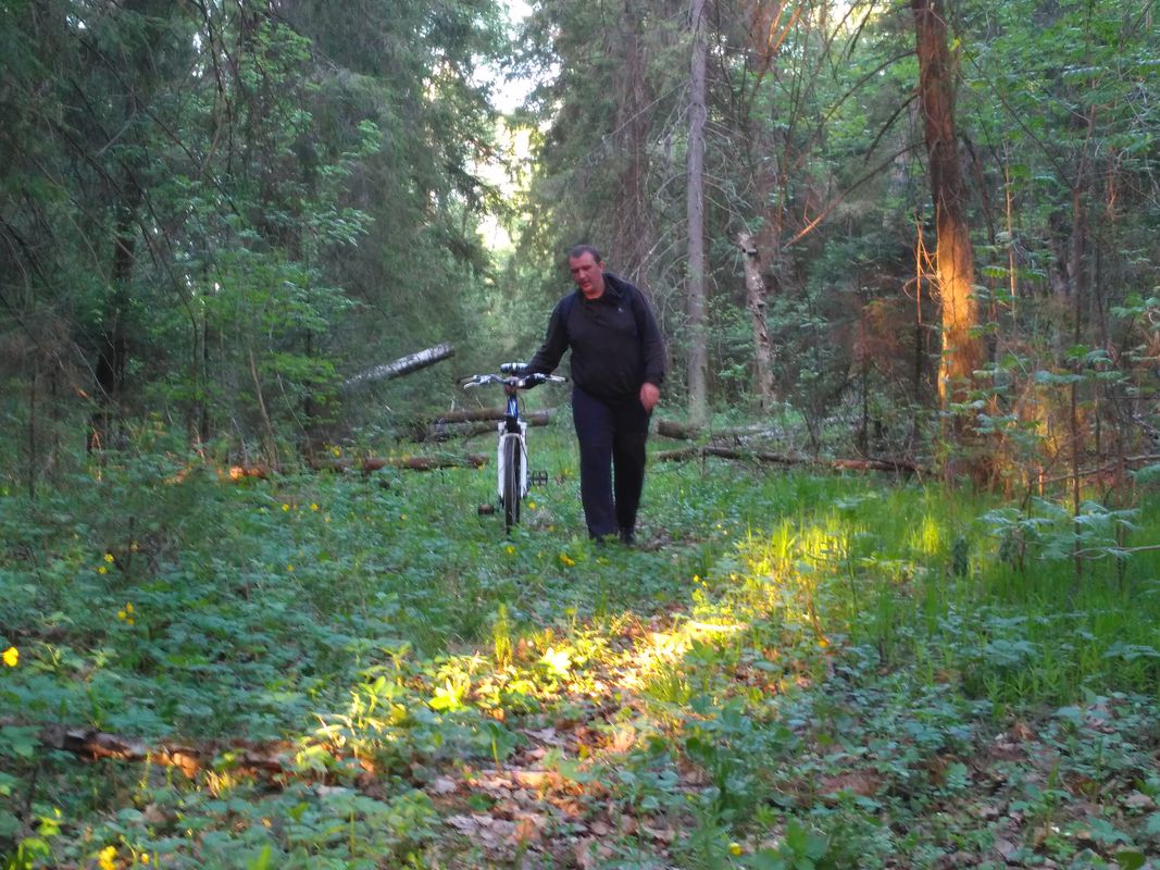 жесткий лес