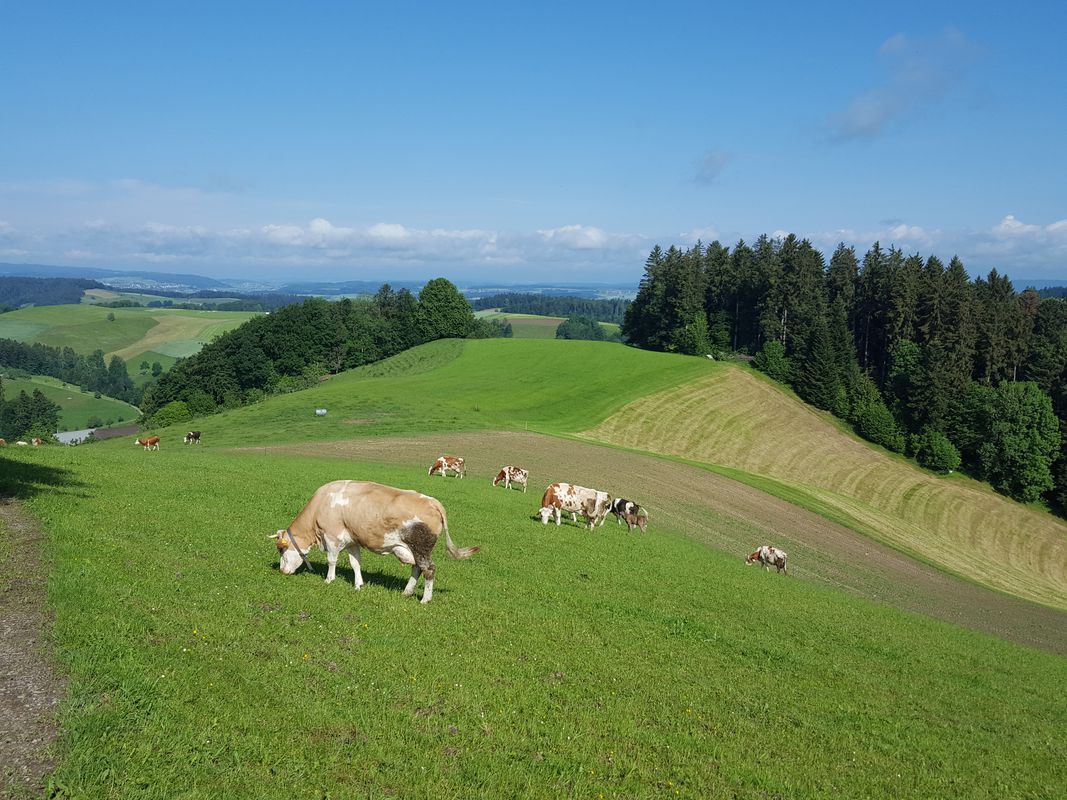 Morgenrunde