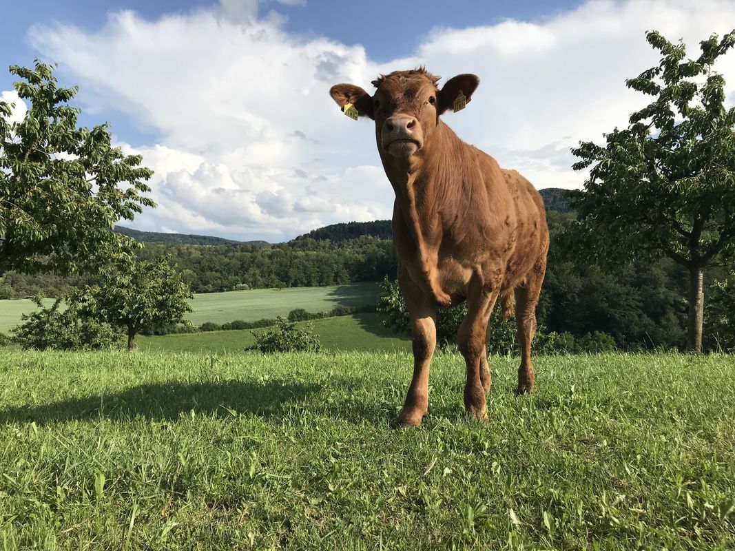Extensive Freitag Track In Herznach