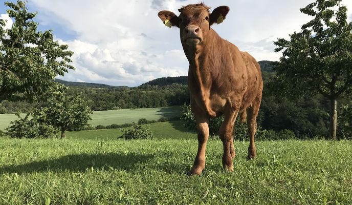 Photo 2 de l’itinéraire Bikemap « Extensive Freitag Track In Herznach »