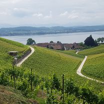 Murten Mont Vully Um den See